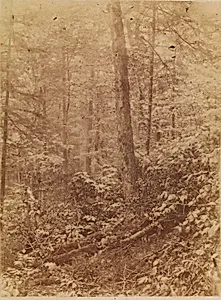 Untitled, from the portfolio The Forest: Adirondack Woods
