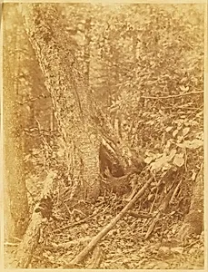 Untitled, from the portfolio The Forest: Adirondack Woods