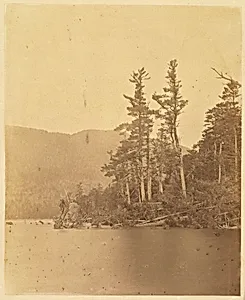 Untitled, from the portfolio The Forest: Adirondack Woods