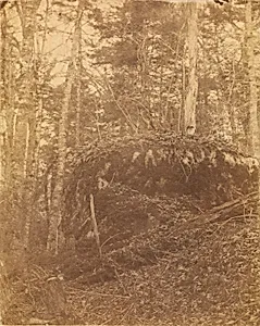 Untitled, from the portfolio The Forest: Adirondack Woods