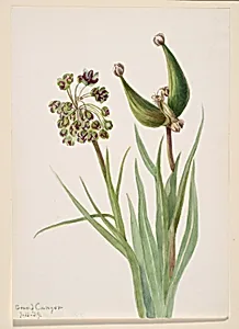 Untitled--Plant Study
