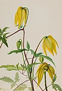 Untitled--Plant Study
