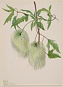 Untitled--Plant Study
