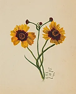 (Untitled) by Mary Vaux Walcott
