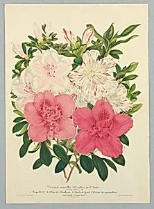VariÃ©tÃ©s Nouvelles d'AzalÃ©es de l'Inde