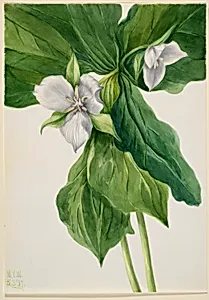Wake-Robin (Trillium simile)