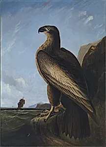 Washington Sea Eagle