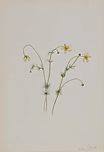 Water Crowfoot (Batrachium trichophyllum) by Mary Vaux Walcott