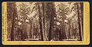 Watkins' Pacific Coast: In the Mariposa Grove, Mariposa County, California by Carleton E. Watkins