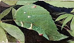 White Birch Leaf Edge Caterpillar, study for book Concealing Coloration in the Animal Kingdom