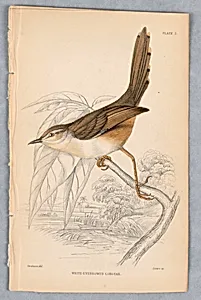 White-Eyebrowed Longtail, Plate 2 from Birds of Western Africa