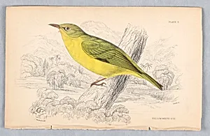 Yelllow White-Eye, Plate 3 from Birds of Western Africa