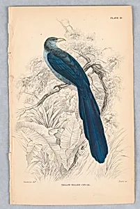 Yellow-Billed Coucal, Plate 19 from Birds of Western Africa