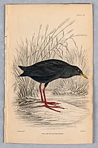 Yellow-Billed Waterhen, Plate 28 from Birds of Western Africa