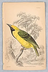 Yellow-Crowned Weaver, Plate 32 from Birds of Western Africa