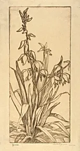 Yucca