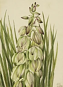 Yucca (Yucca baileyi) by Mary Vaux Walcott