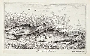 Aborre (Perca) by Albert Flamen