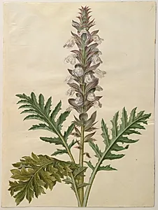 Acanthus hungaricus (ungarsk akantus) by Hans Simon Holtzbecker