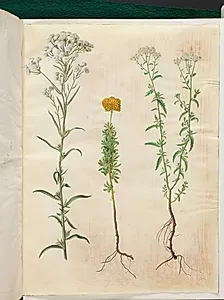 Achillea ptarmica (sølvknap-røllike); Achillea ageratum (balsam-røllike); Achillea millefolium (almindelig røllike) by Hans Simon Holtzbecker