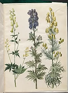 Aconitum lycoctonum (nordisk stormhat); Aconitum napellus (ægte stormhat); Aconitum anthora (finbladet stormhat) by Hans Simon Holtzbecker