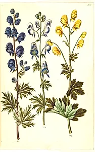 Aconitum napellus (?) (ægte stormhat); Aconitum variegatum, evt. Aconitum ×cammarum (?) (broget stormhat, evt. have-stormhat); Aconitum anthora (finbladet stormhat) by Hans Simon Holtzbecker