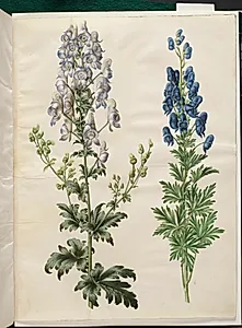 Aconitum variegatum (broget stormhat); Aconitum napellus (ægte stormhat) by Hans Simon Holtzbecker