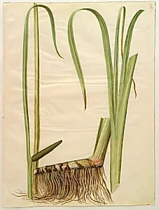 Acorus calamus (almindelig kalmus) by Hans Simon Holtzbecker