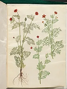 Adonis annua (høst-adonis); Adonis aestivalis (sommer-adonis) by Hans Simon Holtzbecker