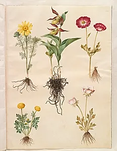 Adonis vernalis (vår-adonis); Cypripedium calceolus (stor fruesko); Ranunculus asiaticus (have-ranunkel); Ranunculus (art af ranunkel) by Hans Simon Holtzbecker