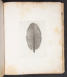 Aftryk af blad by Peter Larsen Kyhl