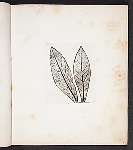 Aftryk af laurbærblade
