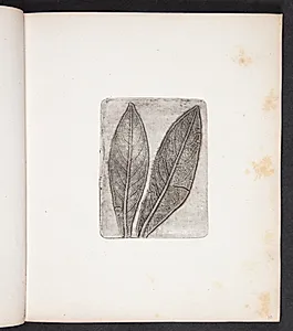 Aftryk af laurbærblade