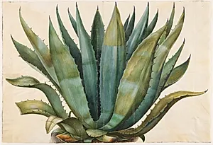 Agave americana (almindelig agave) by Hans Simon Holtzbecker