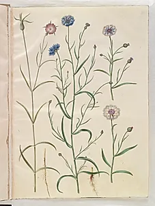 Agrostemma githago (almindelig klinte); Centaurea cyanus (kornblomst) by Hans Simon Holtzbecker