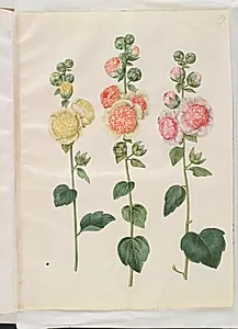 Alcea rosea (have-stokrose) by Hans Simon Holtzbecker