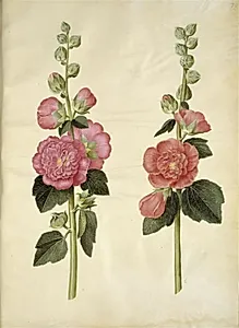 Alcea rosea (have-stokrose) by Hans Simon Holtzbecker