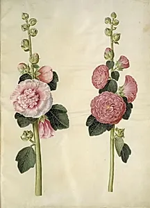 Alcea rosea (have-stokrose) by Hans Simon Holtzbecker