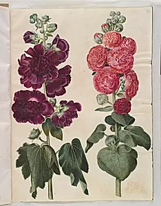 Alcea rosea (have-stokrose) by Hans Simon Holtzbecker