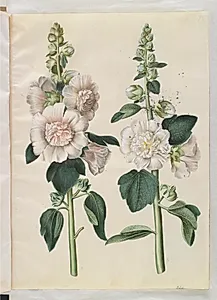 Alcea rosea (have-stokrose) by Hans Simon Holtzbecker