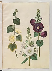 Alcea rosea (have-stokrose) by Hans Simon Holtzbecker