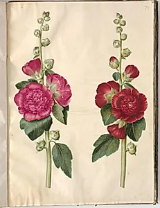Alcea rosea (have-stokrose) by Hans Simon Holtzbecker