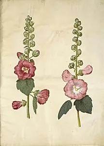 Alcea rosea (have-stokrose) by Hans Simon Holtzbecker