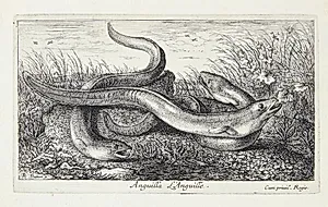 Ålen (Anguilla) by Albert Flamen
