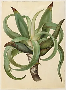Aloe (aloe) by Hans Simon Holtzbecker