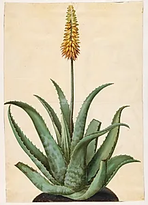 Aloe vera (læge-aloe) by Hans Simon Holtzbecker