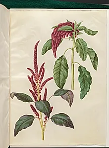 Amaranthus cruentus (rød amarant); Amaranthus caudatus (rævehale-amarant) by Hans Simon Holtzbecker