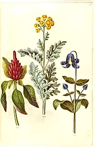 Amaranthus cruentus (rød amarant); Jacobaea maritima (gråblad); Clematis integrifolia (blå staudeklematis) by Hans Simon Holtzbecker
