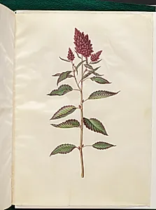 Amaranthus cruentus (rød amarant) by Hans Simon Holtzbecker