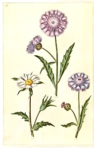 Amberboa moschata (duft-sultan) by Hans Simon Holtzbecker